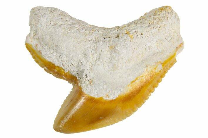 Fossil Tiger Shark (Galeocerdo) Tooth - Bone Valley, Florida #299496